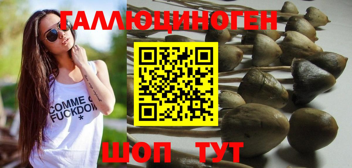 Псилоцибиновые грибы Psilocybine cubensis Петропавловск-Камчатский